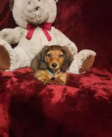SUTTON, a male Miniature Dachshund for sale in Polk City, FL – 4 of 10