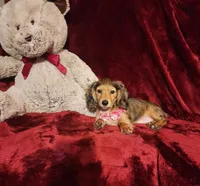 HONEY, a female Miniature Dachshund for sale in Polk City, FL – 4 of 10