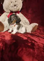 STERLING, a male Miniature Dachshund for sale in Polk City, FL – 6 of 10