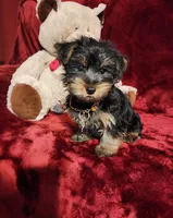 BEAR BEAR , a male Yorkshire Terrier for sale in Polk City, FL – 6 of 10