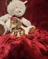 MAPLE, a female Miniature Dachshund for sale in Polk City, FL – 10 of 10