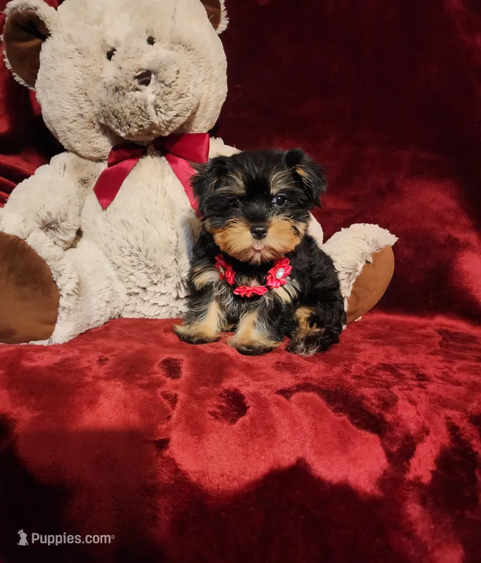 INDY – Yorkshire Terrier puppy for sale in Polk City, FL