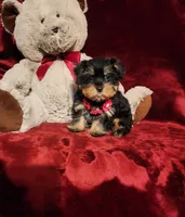 INDY, a female Yorkshire Terrier for sale in Polk City, FL – 1 of 10