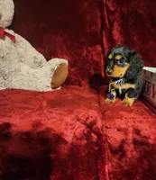 DUTTON, a male Miniature Dachshund for sale in Polk City, FL – 10 of 10