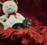 ELI, a male Miniature Dachshund for sale in Polk City, FL – 9 of 10