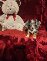 HUCKLEBERRY, a male Miniature Dachshund for sale in Polk City, FL – 3 of 10