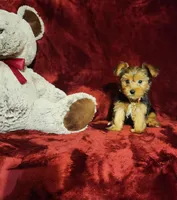 ZOE, a female Yorkshire Terrier for sale in Polk City, FL – 8 of 10