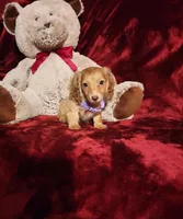 WINNIE, a female Miniature Dachshund for sale in Polk City, FL – Photo 3 of 10