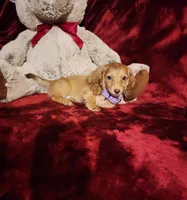 WINNIE, a female Miniature Dachshund for sale in Polk City, FL – Photo 5 of 10