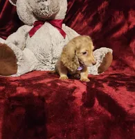 WINNIE, a female Miniature Dachshund for sale in Polk City, FL – Photo 7 of 10