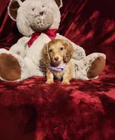 WINNIE, a female Miniature Dachshund for sale in Polk City, FL – Photo 6 of 10