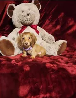 WINNIE, a female Miniature Dachshund for sale in Polk City, FL – Photo 1 of 10