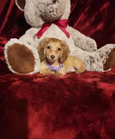 WINNIE, a female Miniature Dachshund for sale in Polk City, FL – Photo 2 of 10