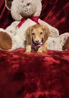 WINNIE, a female Miniature Dachshund for sale in Polk City, FL – Photo 4 of 10