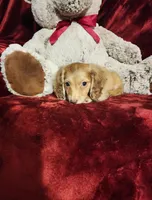 WINNIE, a female Miniature Dachshund for sale in Polk City, FL – Photo 9 of 10