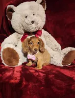 RORY, a female Miniature Dachshund for sale in Polk City, FL – 6 of 10