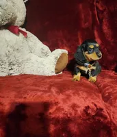 DUTTON, a male Miniature Dachshund for sale in Polk City, FL – 7 of 10