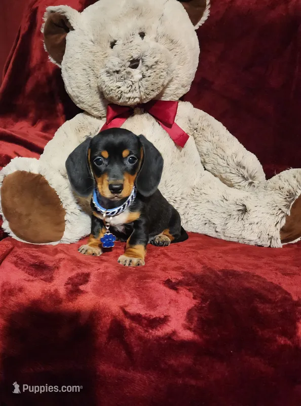 JASPER – Miniature Dachshund puppy for sale in Polk City, FL