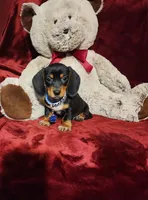 JASPER, a male Miniature Dachshund for sale in Polk City, FL – 1 of 10