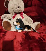 RIO, a male Miniature Dachshund for sale in Polk City, FL – 5 of 10