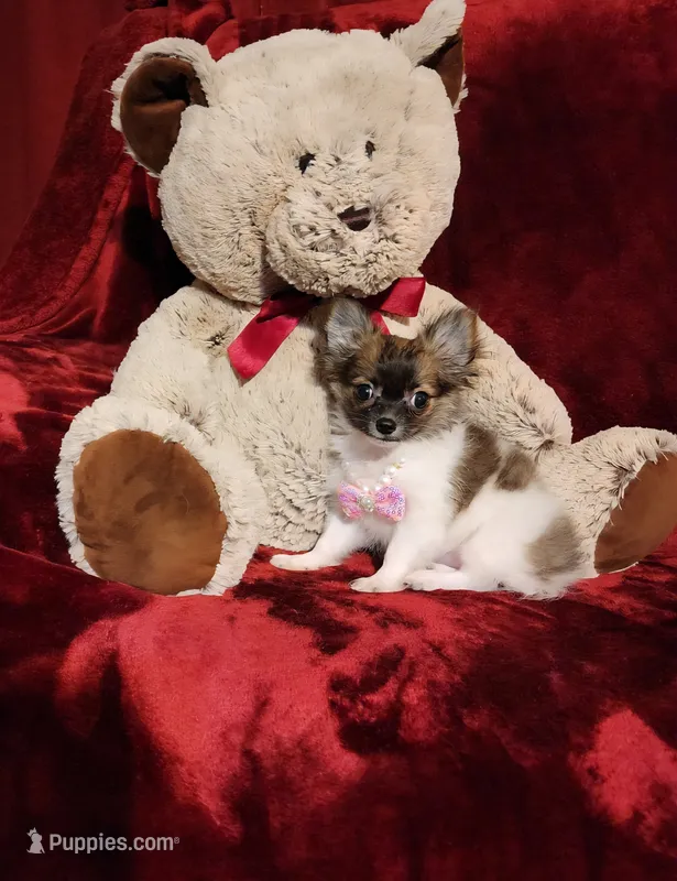 MACY – Chihuahua puppy for sale in Polk City, FL