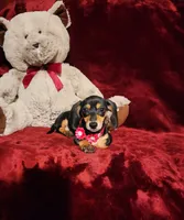 MONTANA, a female Miniature Dachshund for sale in Polk City, FL – 2 of 10