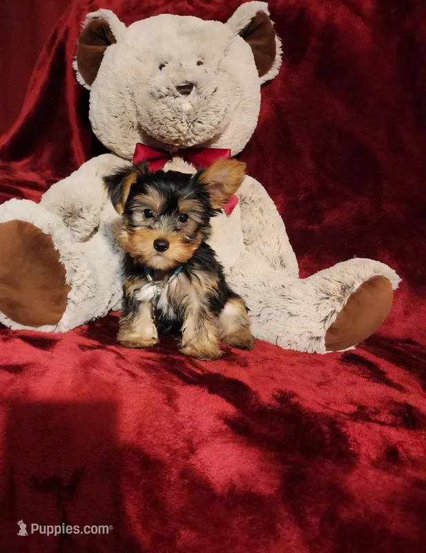 BENTLEY – Yorkshire Terrier puppy for sale in Polk City, FL