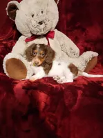 KODA, a male Miniature Dachshund for sale in Polk City, FL – 10 of 10