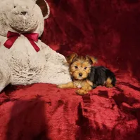 ZOE, a female Yorkshire Terrier for sale in Polk City, FL – 9 of 10