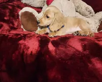 HAYES, a male Miniature Dachshund for sale in Polk City, FL – 8 of 10