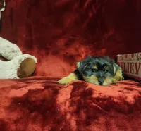 MUGSY, a male Yorkshire Terrier for sale in Polk City, FL – 5 of 10