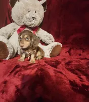 MAPLE, a female Miniature Dachshund for sale in Polk City, FL – 4 of 10