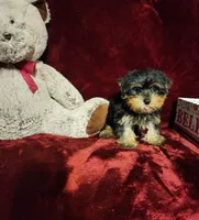 ONYX, a male Yorkshire Terrier for sale in Polk City, FL – 10 of 10
