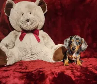 REMI, a male Miniature Dachshund for sale in Polk City, FL – 2 of 10