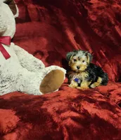 KOBE, a male Yorkshire Terrier for sale in Polk City, FL – 6 of 10