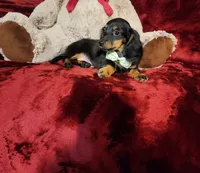 WILLOW, a female Miniature Dachshund for sale in Polk City, FL – 6 of 10