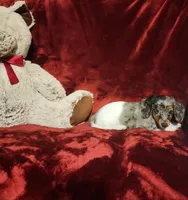 SILVIE, a female Miniature Dachshund for sale in Polk City, FL – 3 of 10