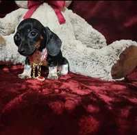 OREO, a female Miniature Dachshund for sale in Polk City, FL – Photo 2 of 10