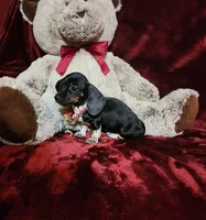 OREO, a female Miniature Dachshund for sale in Polk City, FL – Photo 1 of 10