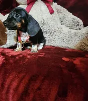 OREO, a female Miniature Dachshund for sale in Polk City, FL – Photo 7 of 10