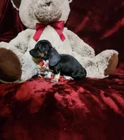 OREO, a female Miniature Dachshund for sale in Polk City, FL – Photo 10 of 10