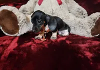 OREO, a female Miniature Dachshund for sale in Polk City, FL – Photo 9 of 10
