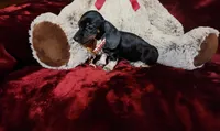 OREO, a female Miniature Dachshund for sale in Polk City, FL – Photo 6 of 10