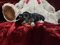 OREO, a female Miniature Dachshund for sale in Polk City, FL – Photo 3 of 10