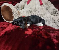 OREO, a female Miniature Dachshund for sale in Polk City, FL – Photo 8 of 10