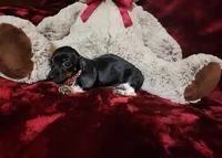 OREO, a female Miniature Dachshund for sale in Polk City, FL – Photo 5 of 10