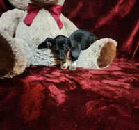 OREO, a female Miniature Dachshund for sale in Polk City, FL – Photo 4 of 10