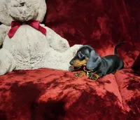 HANK, a male Miniature Dachshund for sale in Polk City, FL – 6 of 10