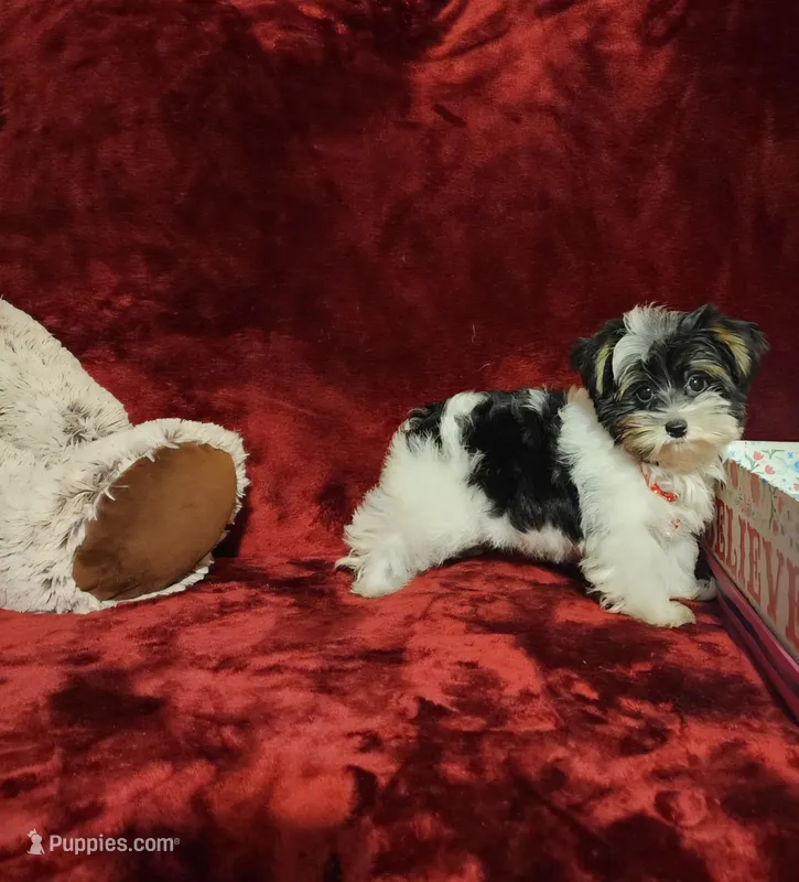 PIPPA – Yorkshire Terrier puppy for sale in Polk City, FL