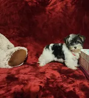 PIPPA, a female Yorkshire Terrier for sale in Polk City, FL – 1 of 10